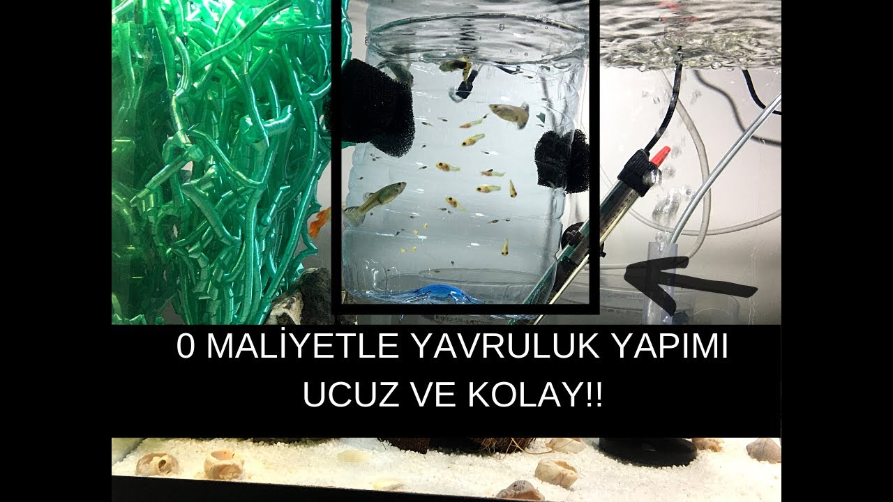 AKVARYUM  YAVRULUK YAPIMI 0 (SIFIR) MALİYET !  #kendinyap