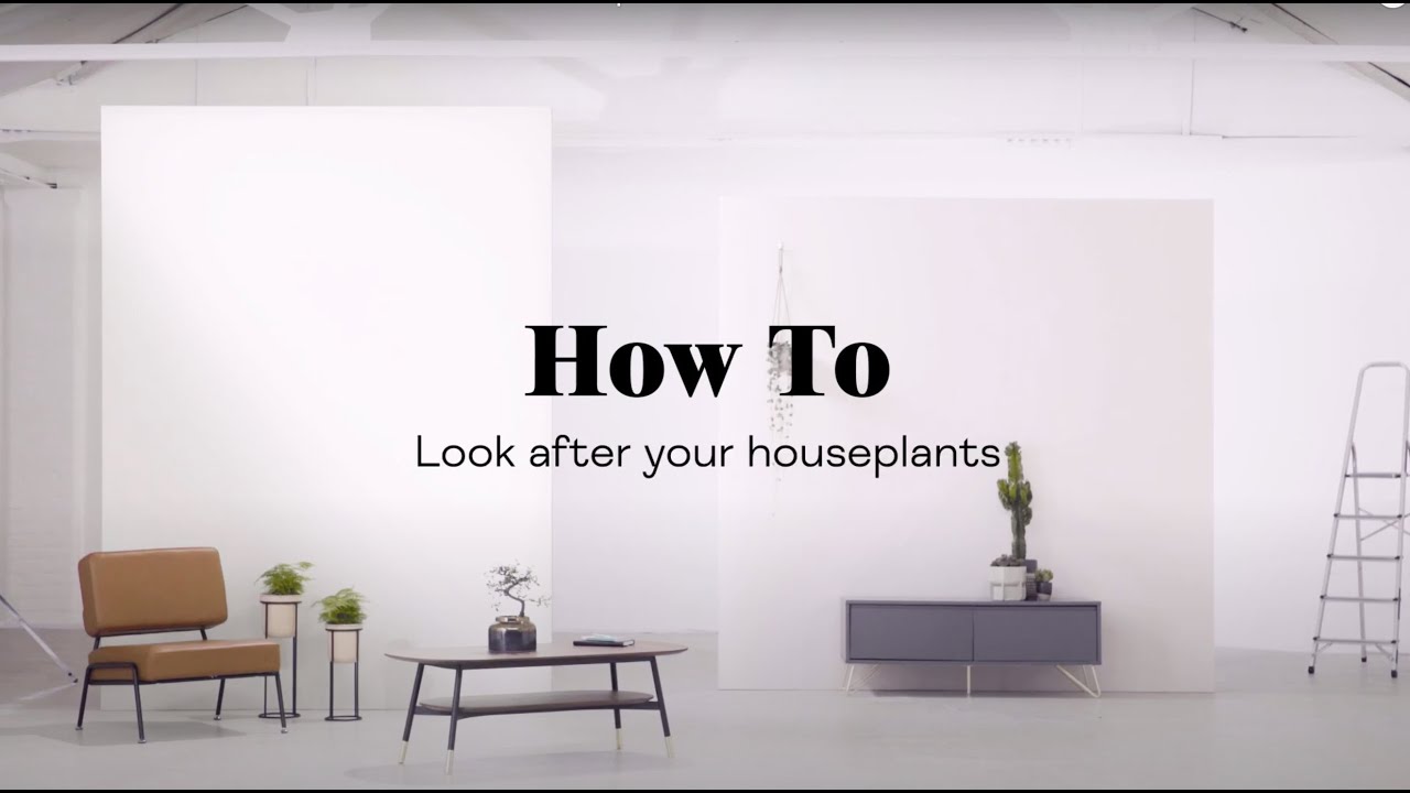 MADE.COM – How To Look After Your Houseplants