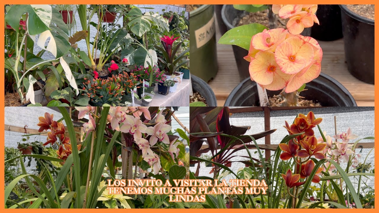 LOS INVITO A VISITAR LA TIENDA TENEMOS MUCHAS PLANTAS MUY LINDAS
