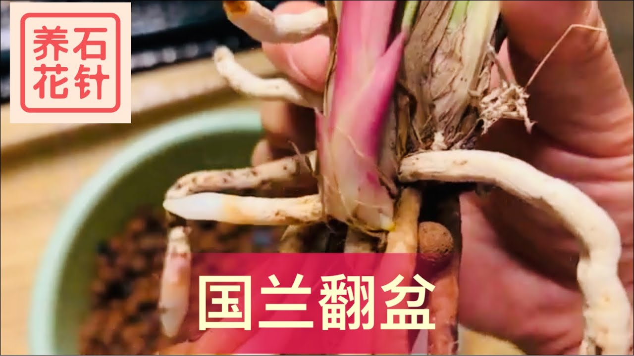 国兰（建兰）市长红 - 因为一个小问题，翻盆