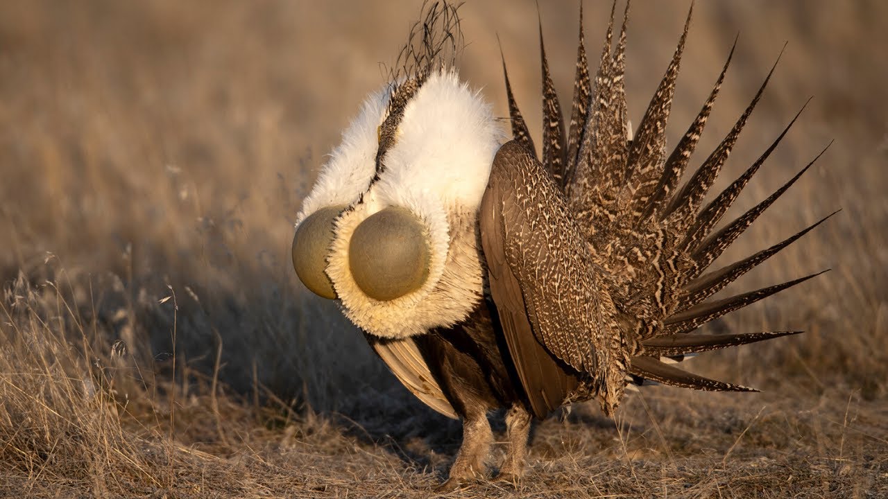 Greater Sage Grouse March 2020