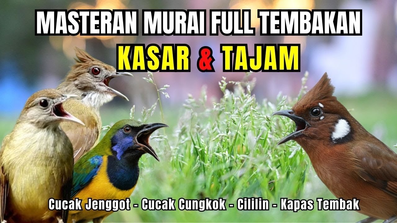 Masteran FULL Tembakan KASAR dan Tajam Cucak Jenggot, Cucak Cungkok, Kapas Tembak, Cililin