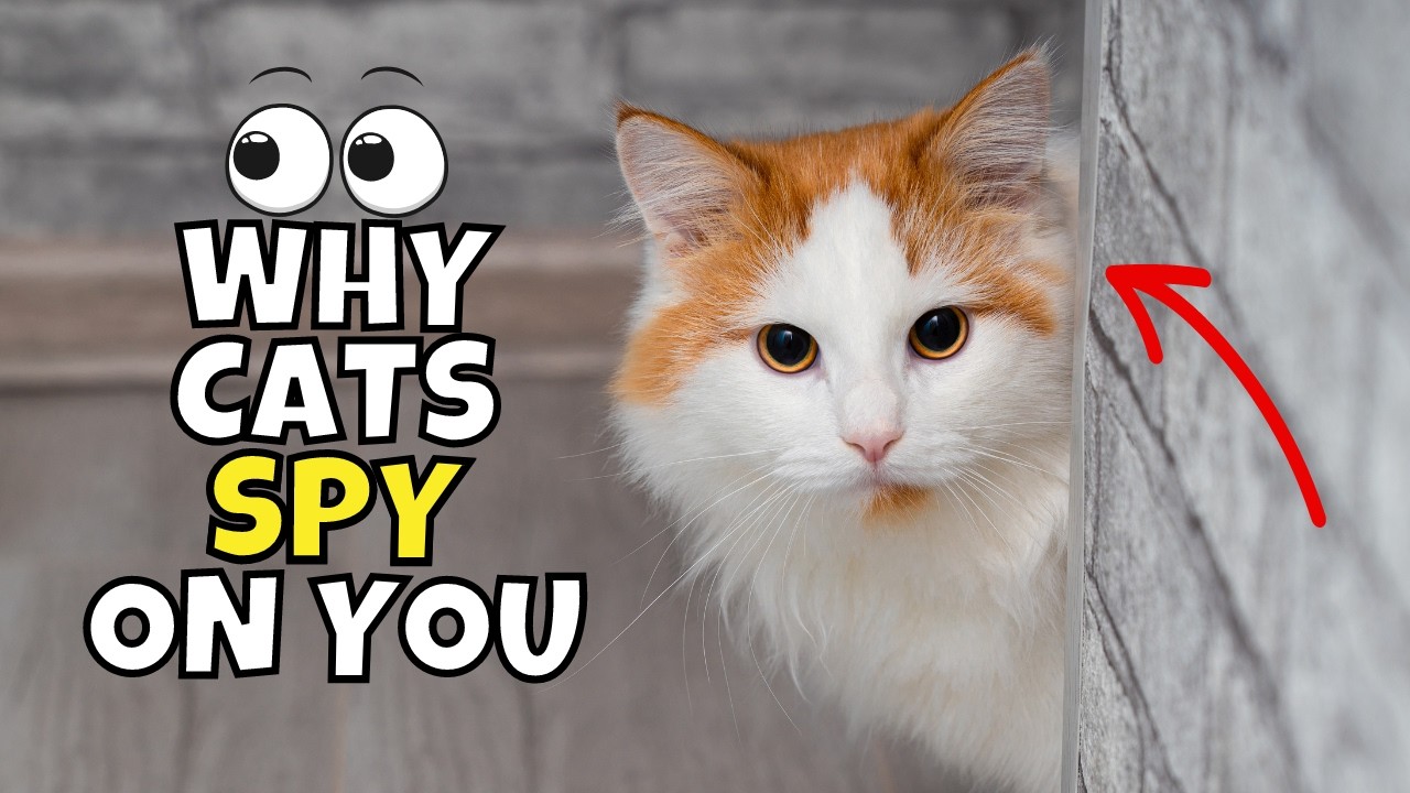 Why Your Cat Keeps Checking In On You 👀