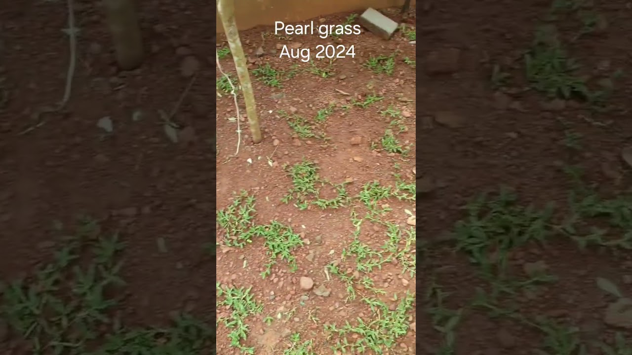 Pearl grass, pearl grass malayalam, pear grass lawn. grass lawn #pearlgrass #perlgrass #perlgrass