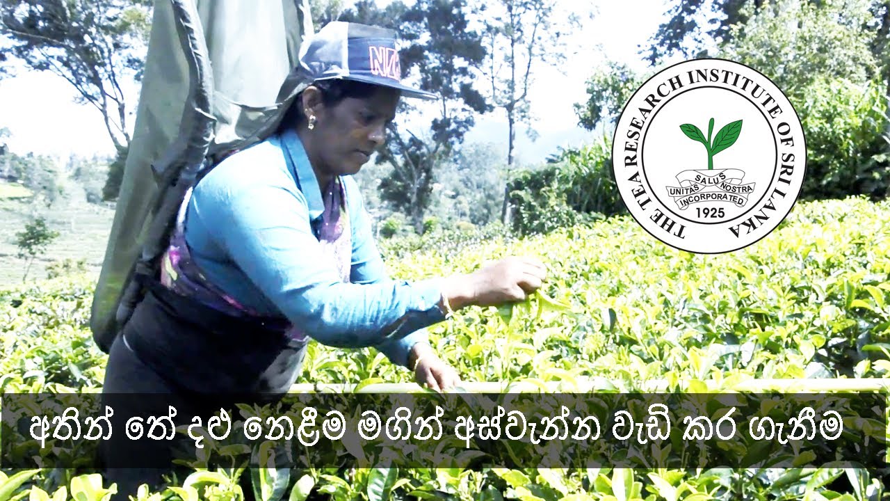 අතින් තේ දළු නෙළීම මගින් අස්වැන්න වැඩි කර ගැනීම Tea Harvesting
