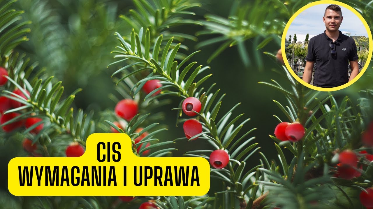 Cis &ndash; wymagania i uprawa (wady i zalety żywopłotu z cisa)