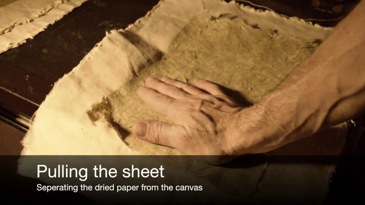 Making Paper From Plants