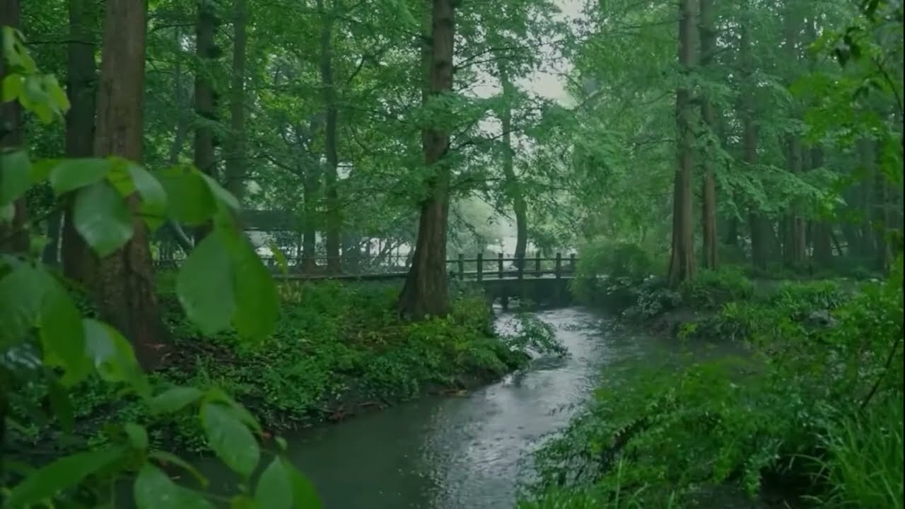 Rain Melodies in the Forest for Stress Relief and Therapeutic Vibes! 