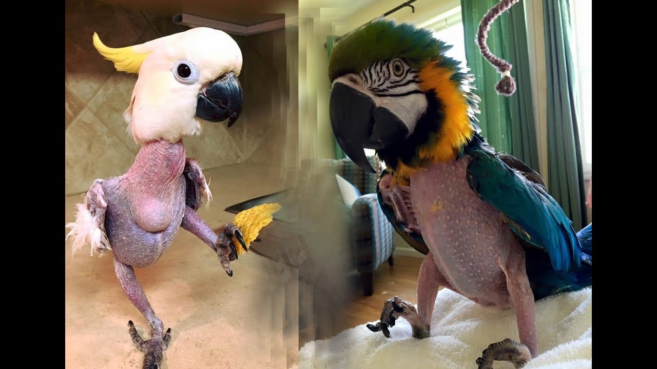 Dlaczego papugi się skubią? - część 1 filmu o wyrywaniu sobie piór przez papugi