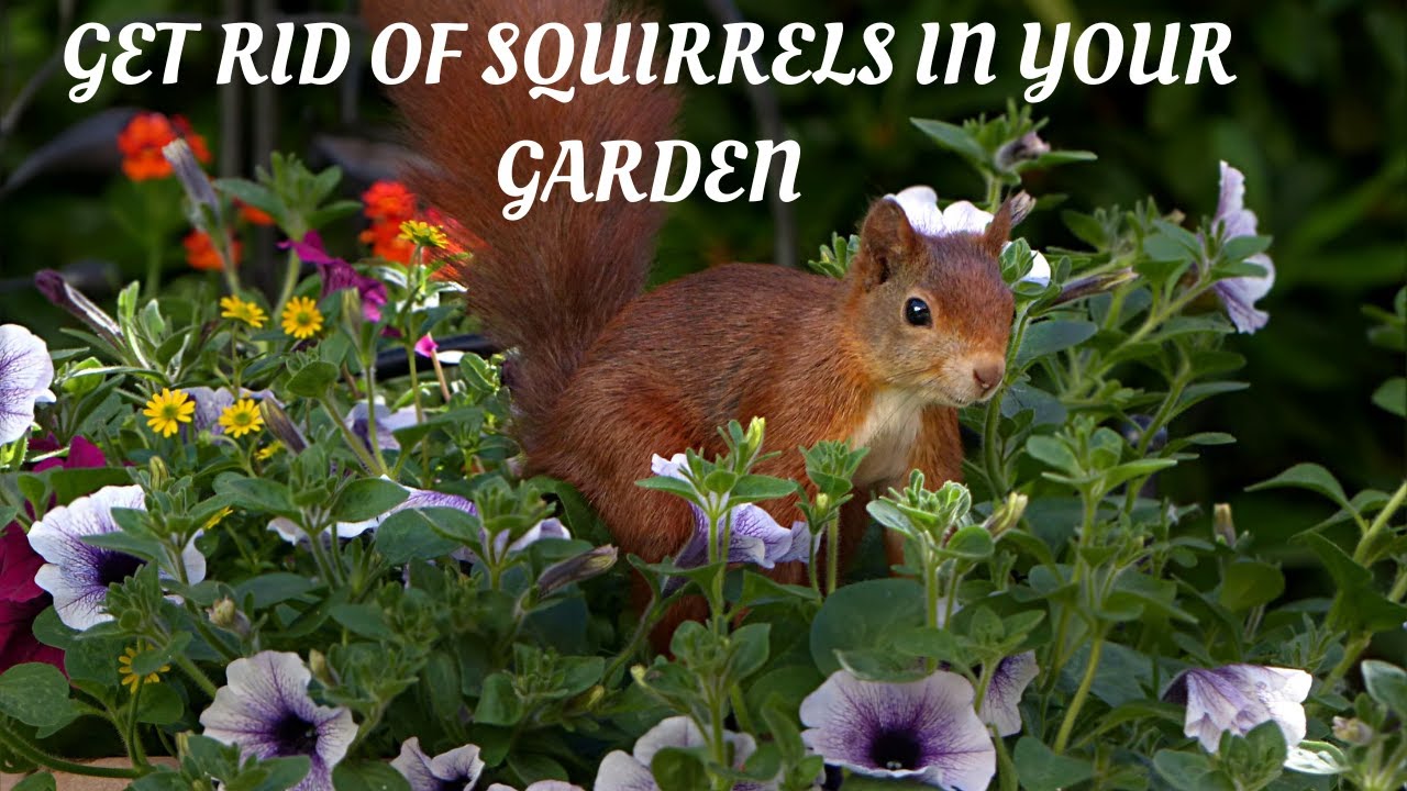 9 Plants That Keep Squirrels Away From Your Garden