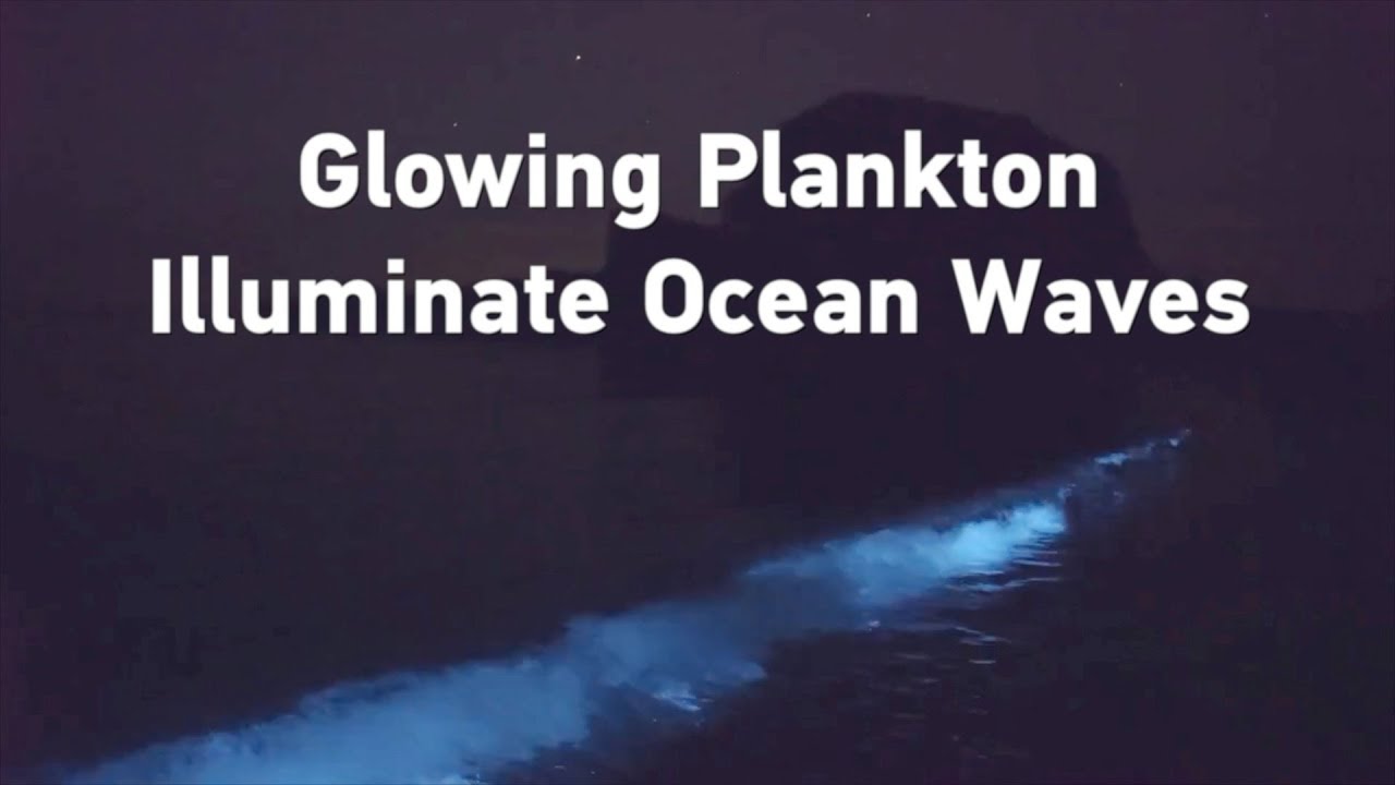 Glowing plankton illuminate ocean waves