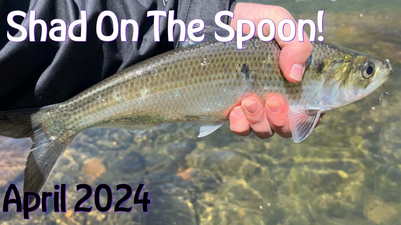 My FIRST Time Fishing For Shad!! Susquehanna River Shad Run 2024!)