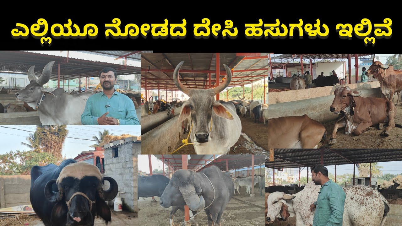 Rare Desi Cows Not Seen Anywhere Are Here! | Sri Krishna Goshala Begur | Sri Krishna Goshala Begur