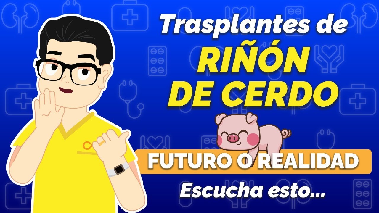 Trasplantes de Riñón De Cerdo - ¿Futuro o Realidad?