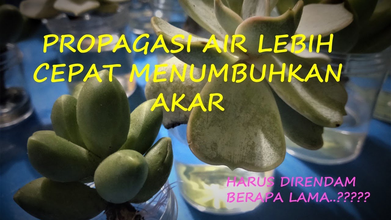 11.  Propagasi Air Lebih Cepat Menumbuhkan Akar Sukulen🌵.  Harus direndam berapa lama...???
