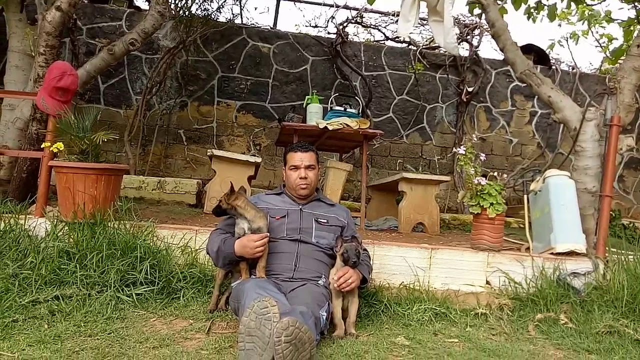 كيفية اختيار الجرو قوي الذكاء و الشراسة و الجرو الضعيف و الهين