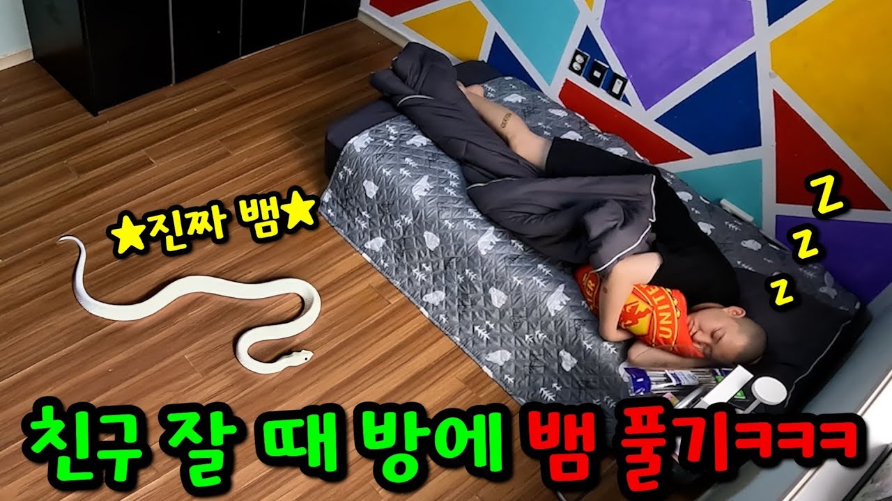 친구 잘 때 방에 뱀 풀기ㅋㅋㅋ