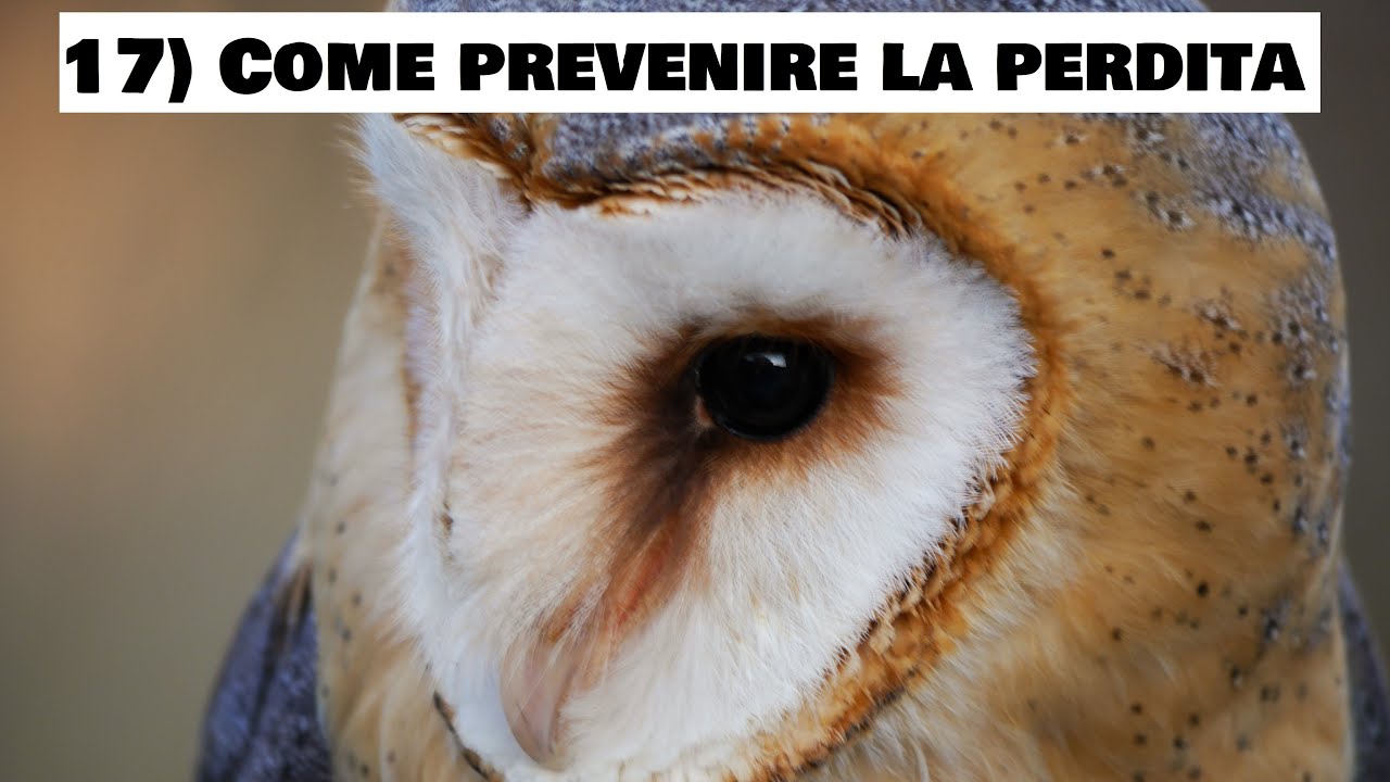 COME ADDESTRARE I RAPACI | 17) Prevenire la perdita