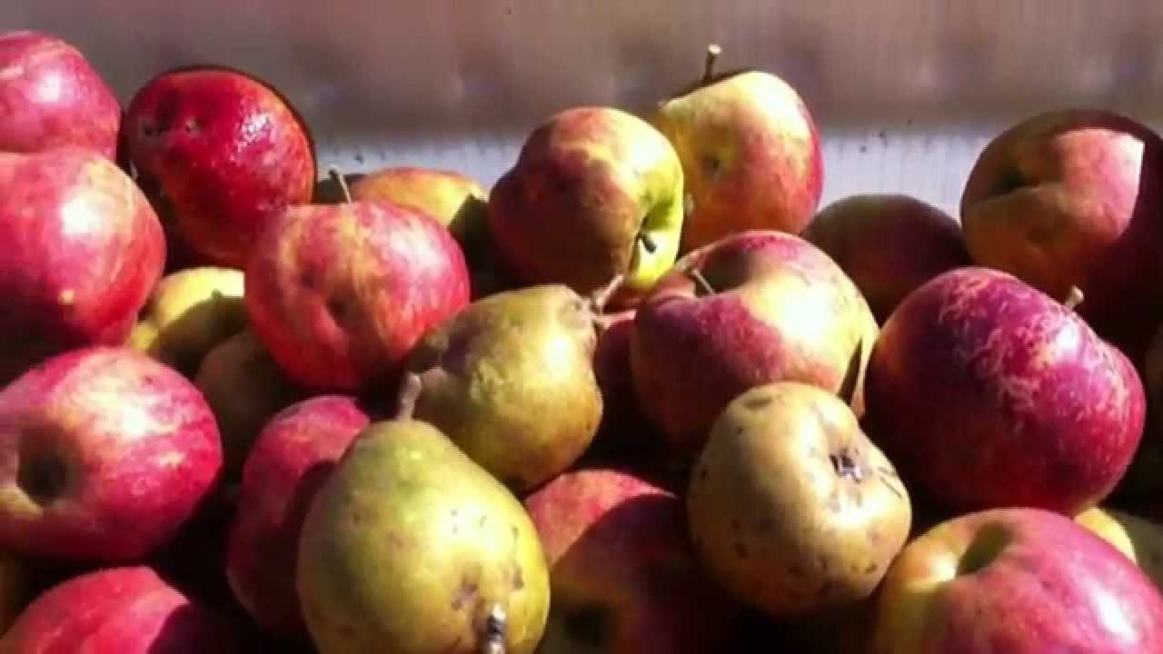 I'm Doing Some Wild Apple Picking...