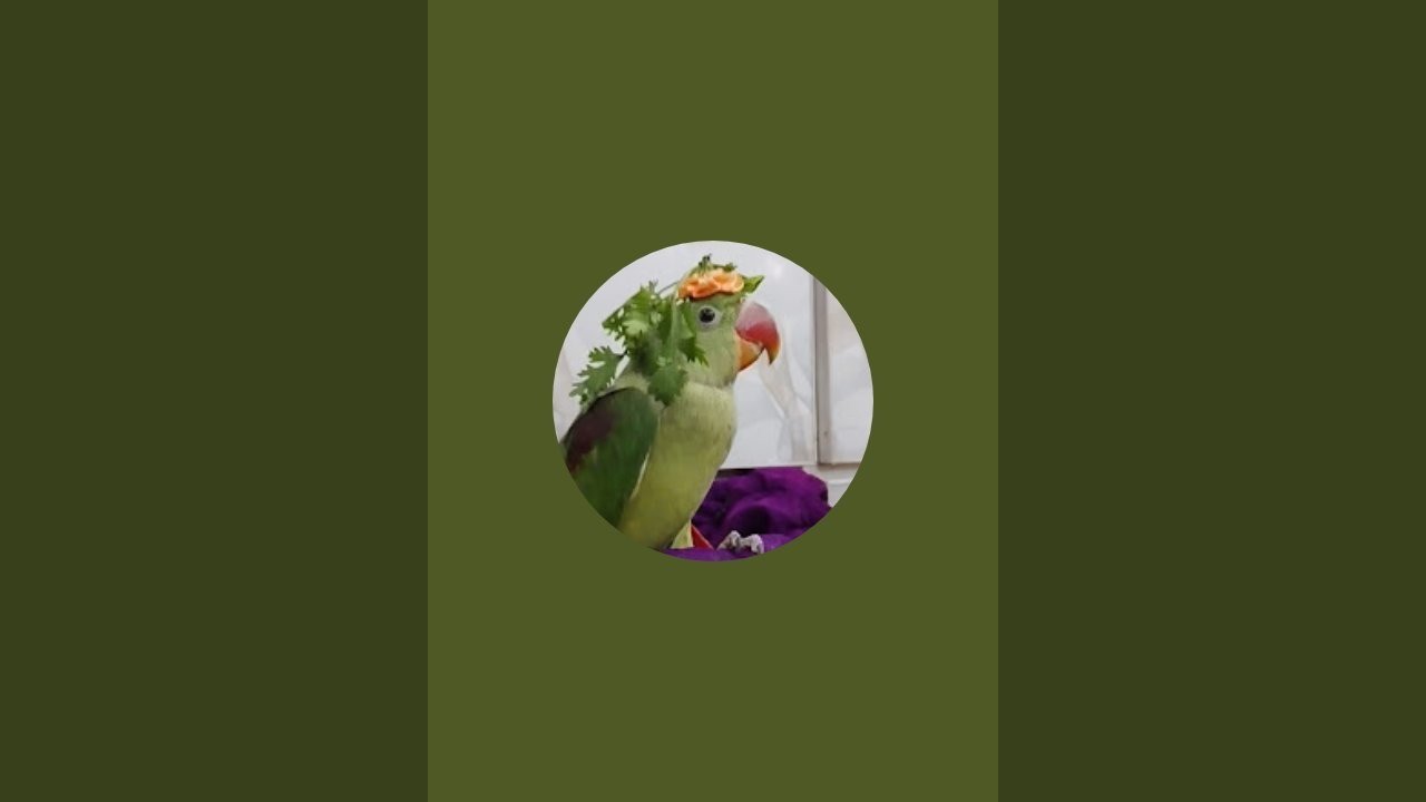 Azal Memo is live! famous Parrot 🦜👌