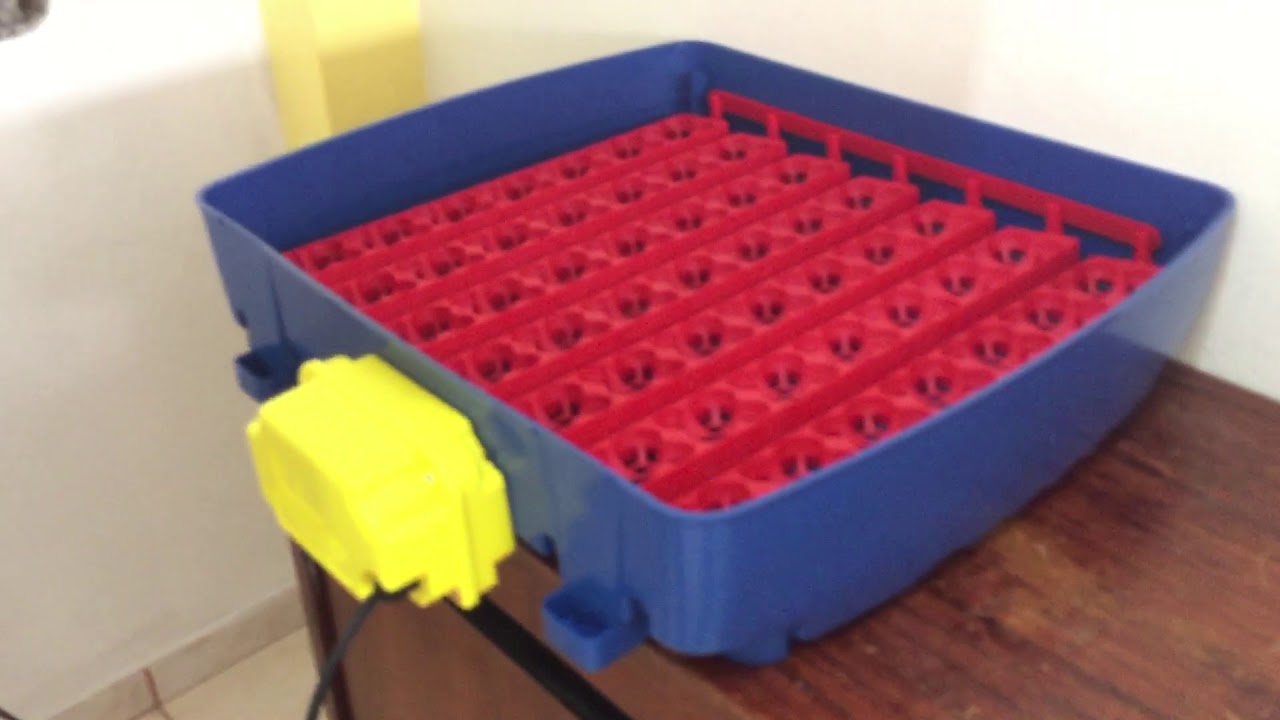 Incubadora borotto Real 49