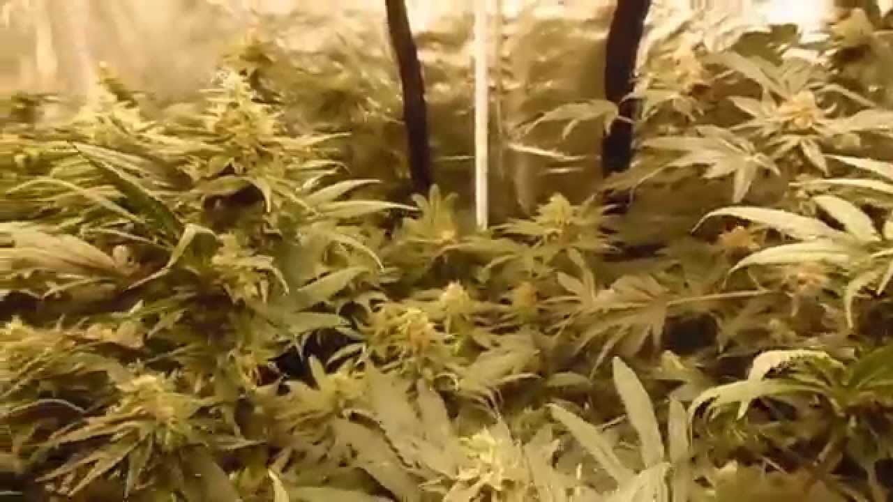 REALSTYLES DIY COB 3590 update week 7 The HPS AND Mars II Killers