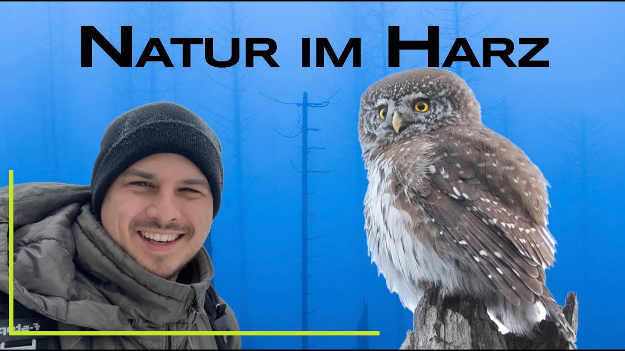 Sperlingskauz, Spuren vom Luchs  - Natur im Harz erkunden - Naturfotografie mit @nico sonnabend