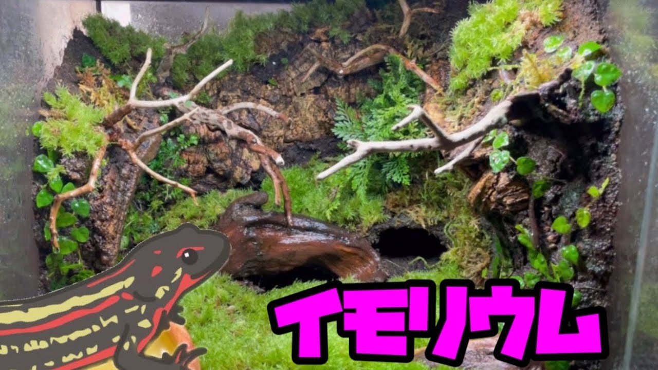 イモリを飼いたいイモリウム初心者が初めてイモリウム作ってみた！