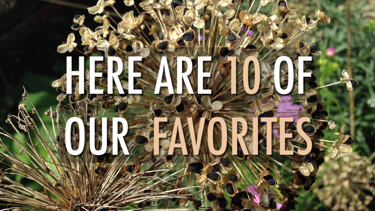 Plants with Interesting Seedheads