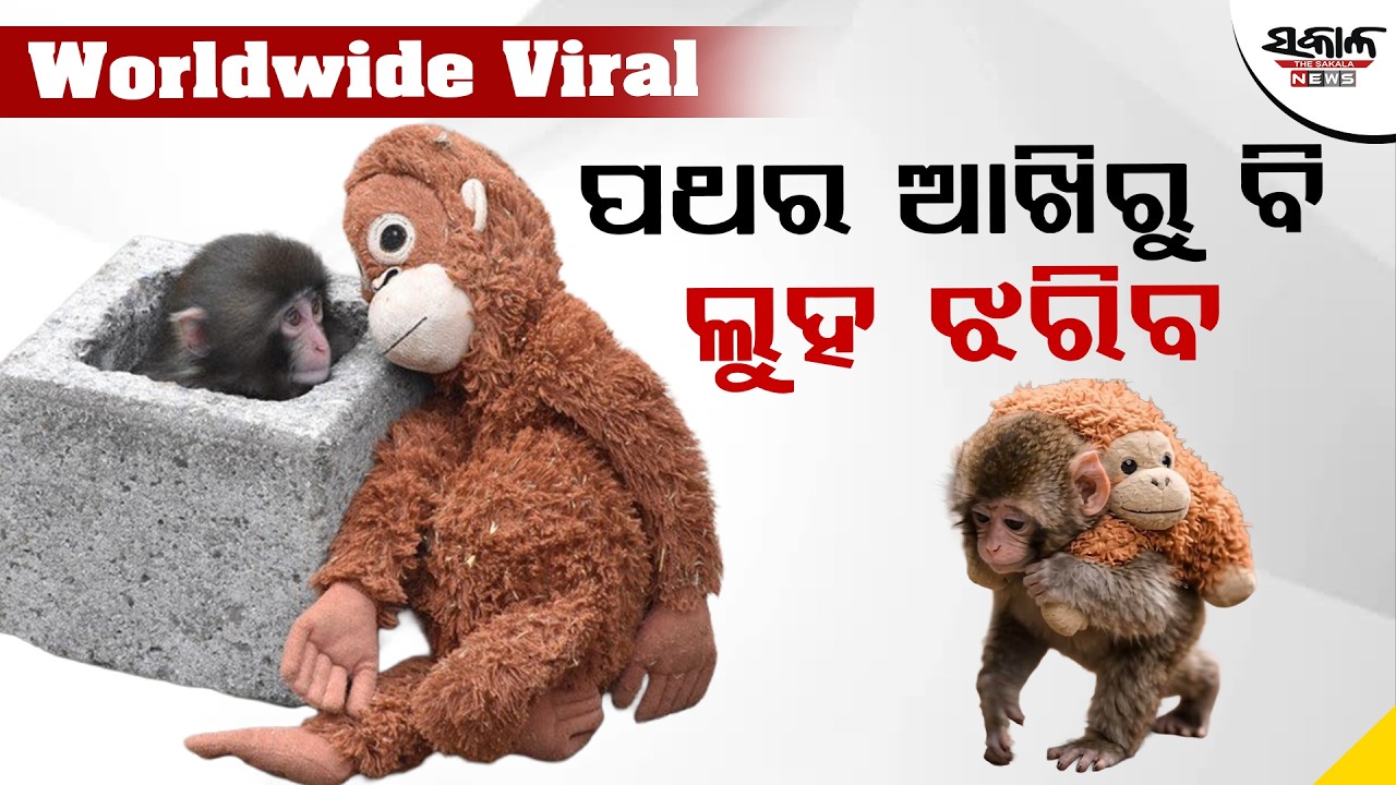 ମା&rsquo; ପର କଲା, ଖେଳନା ସାଜିଲା ସାହାରା   । Sakala News