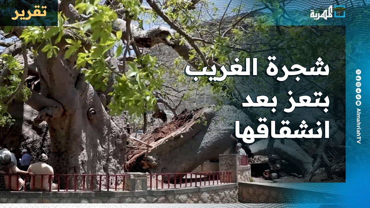 كاميرا المهرية توثق حالة شجرة الغريب بتعز بعد انشقاقها