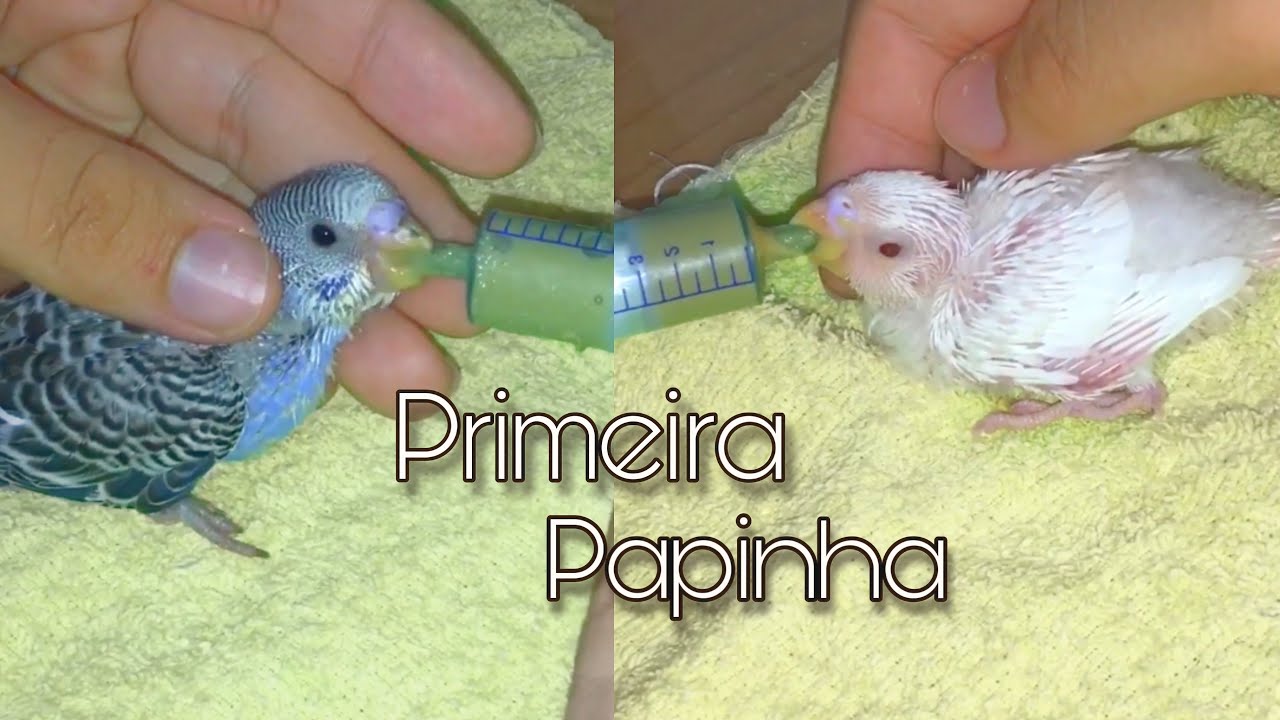 ALIMENTANDO FILHOTES DE PERIQUITOS, PRIMEIRA PAPINHA | #RihanAves