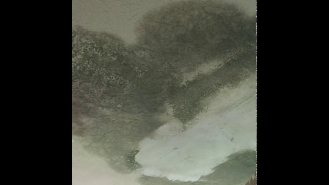 Untreated Roof Leak Leads to Mold Growth