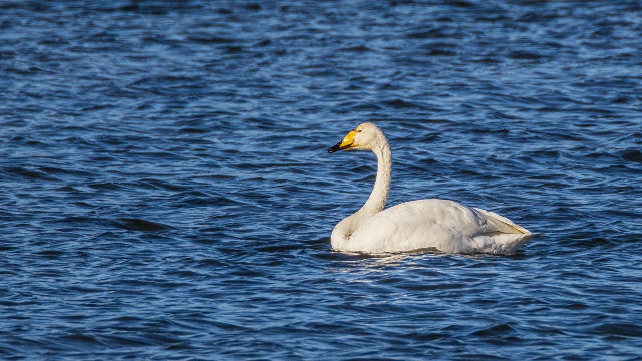 Singschwan Echinger Stausee