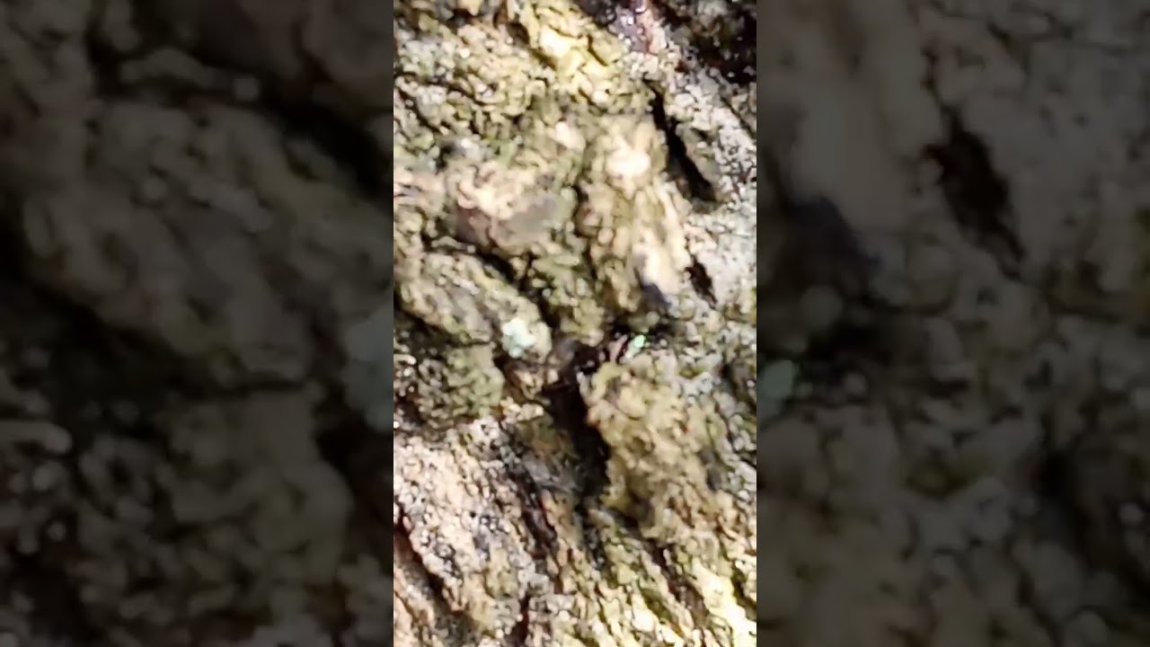 #insects