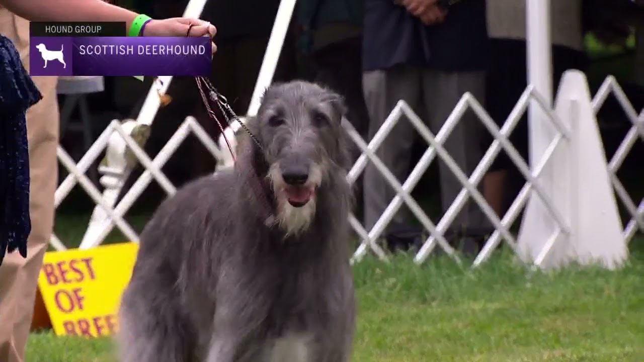 Scottish Deerhounds | Breed Judging 2021