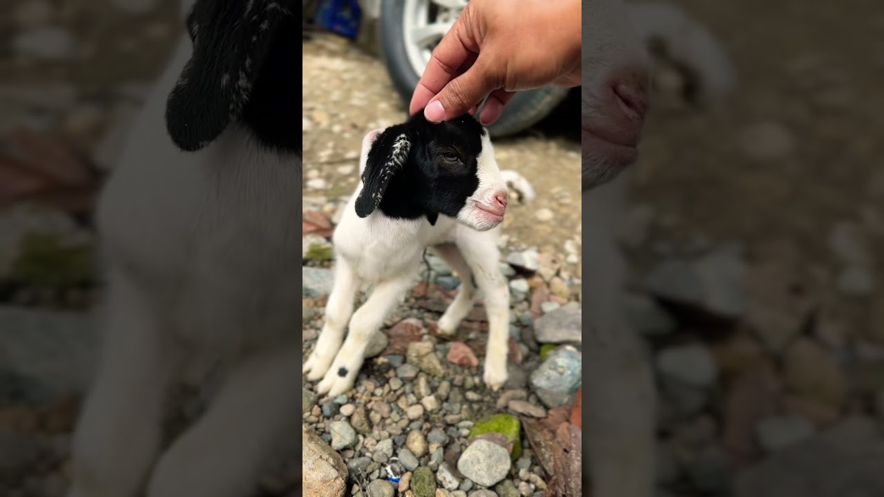 Pet #babygoat #cute #goat