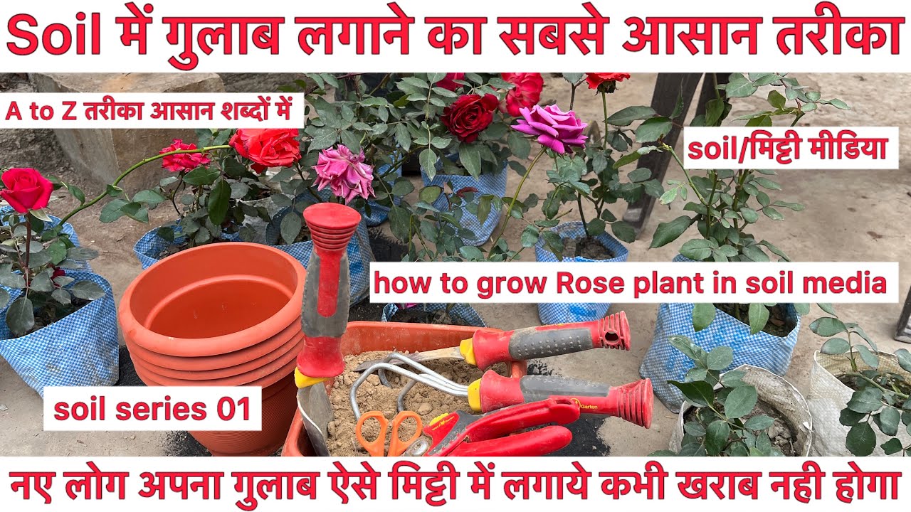 🌹🌿मिट्टी / soil में गुलाब लगाने का सबसे आसान तरीका | 🌹🌿How to grow Rose plant in Soil media | 🌹🌿