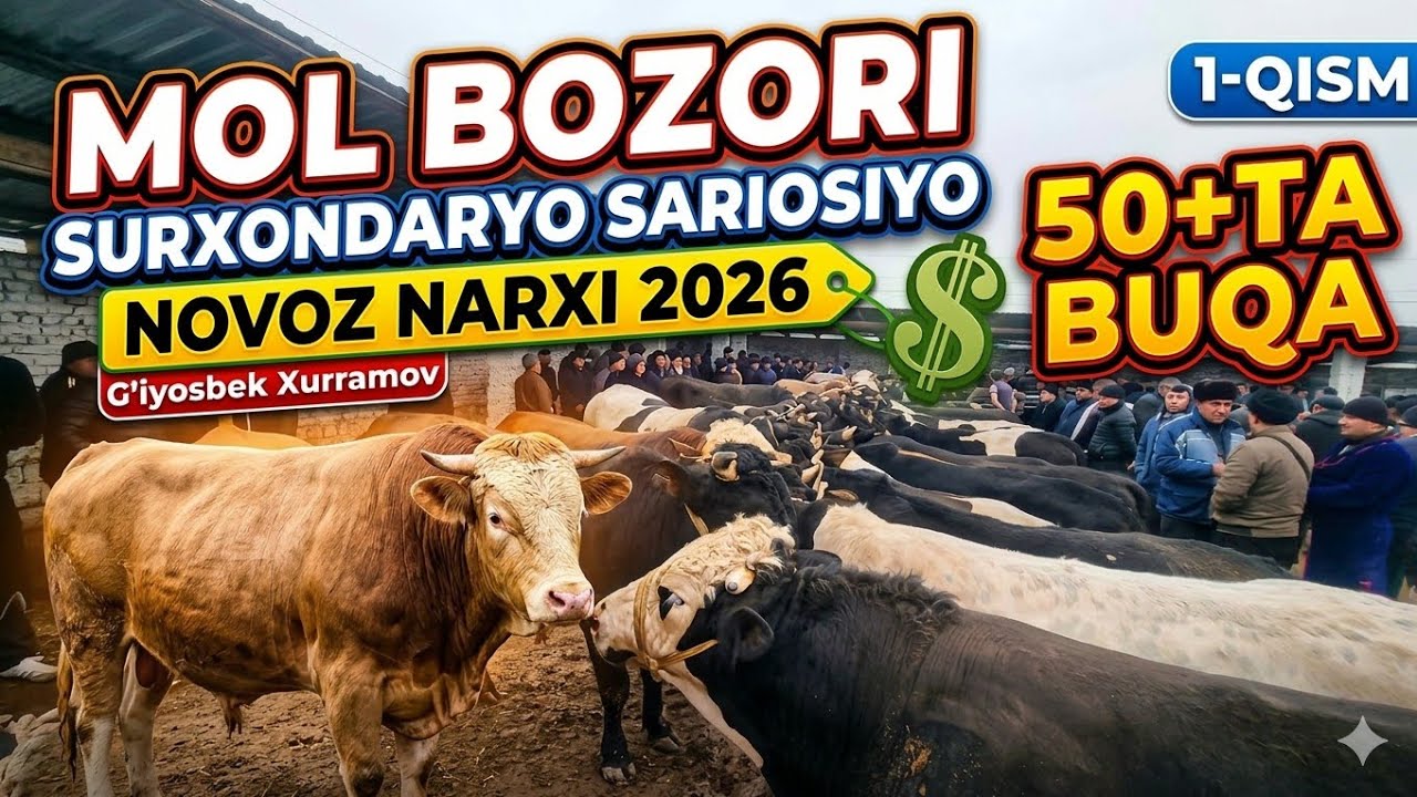 BUQA NARXLARI DAXSHAT! SURXONDARYO SARIOSIYO MOL BOZORI 12-Mart 2026 #giyosbek_xurramov_molbozor