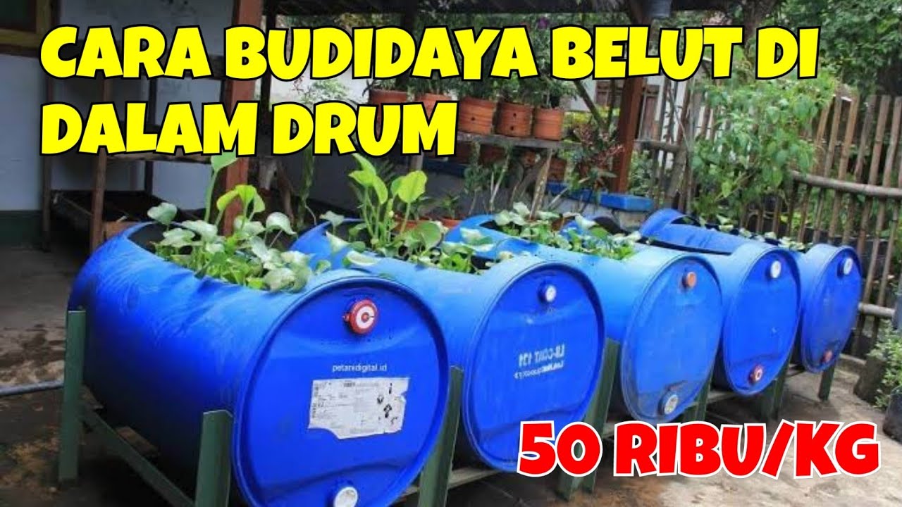 CARA BUDIDAYA BELUT DALAM DRUM. DENGAN CARA INI, SANGAT MENJANJIKAN