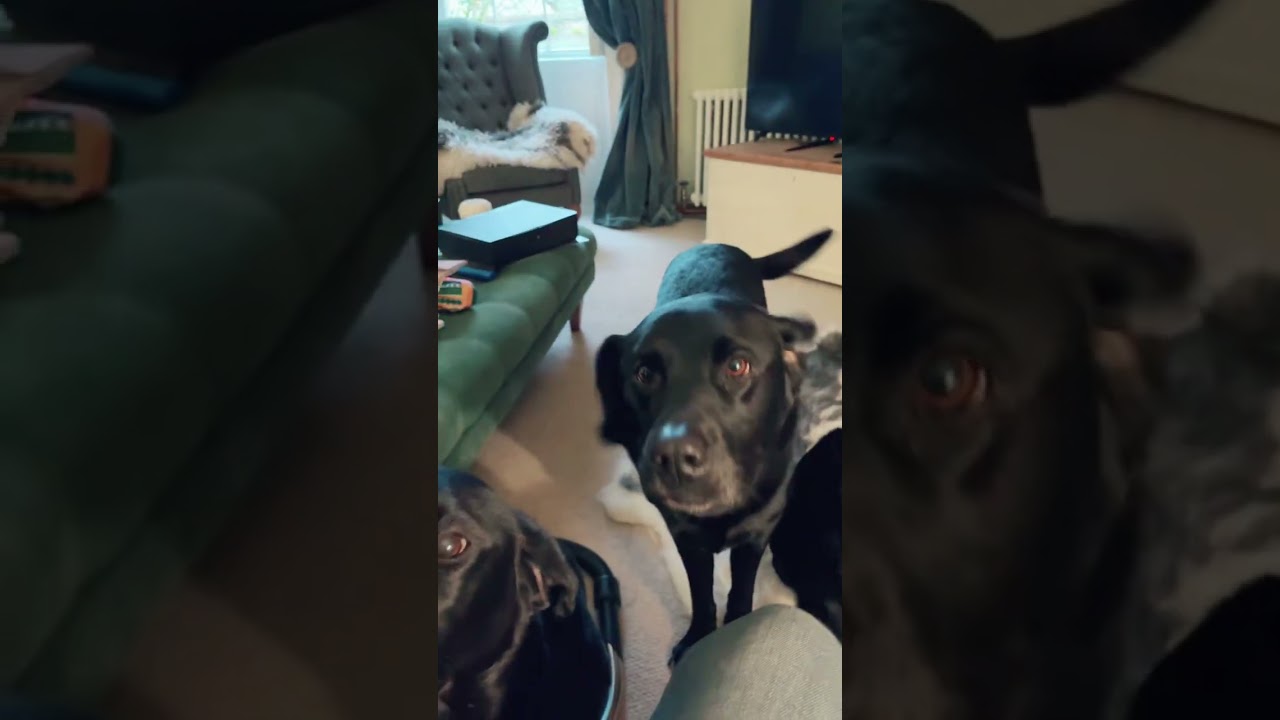 Feeding time at the zoo…feat Badger Pixie Beets and Sausage #labrador @skinners.co.uk #daschund 