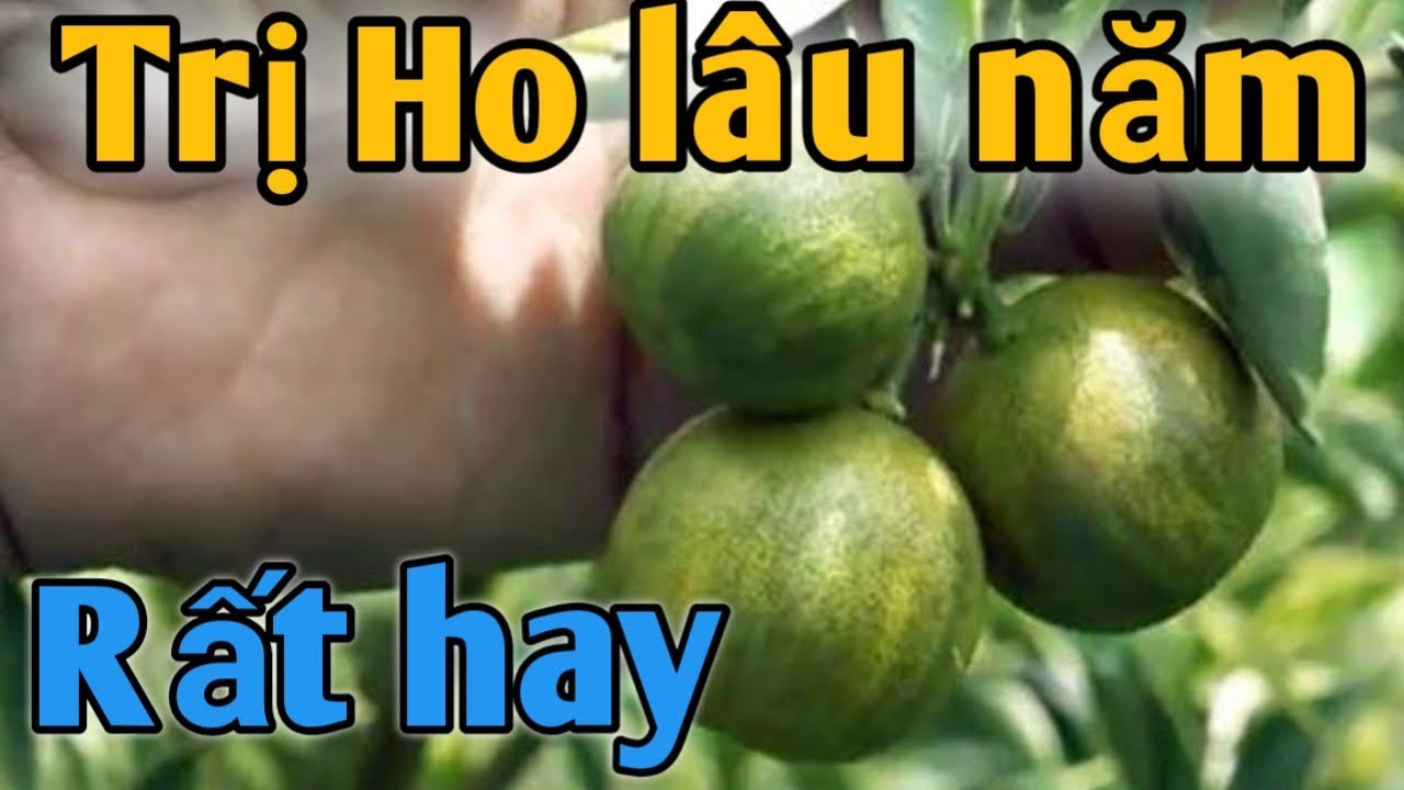 Bài thuốc Đặc trị Ho lâu năm.PHAN HẢI Channel