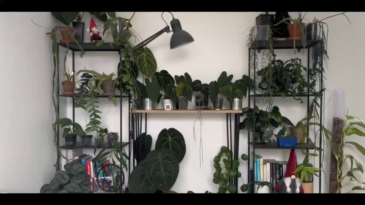 On s’occupe de mes plantes en PLS 🌱🪴