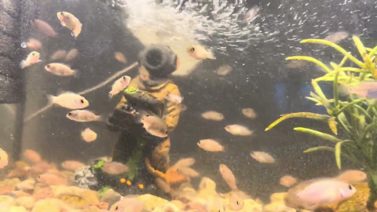 Was soll ich nun mit den roten Chili-Fischen tun, die im Aquarium geboren und aufgezogen wurden?