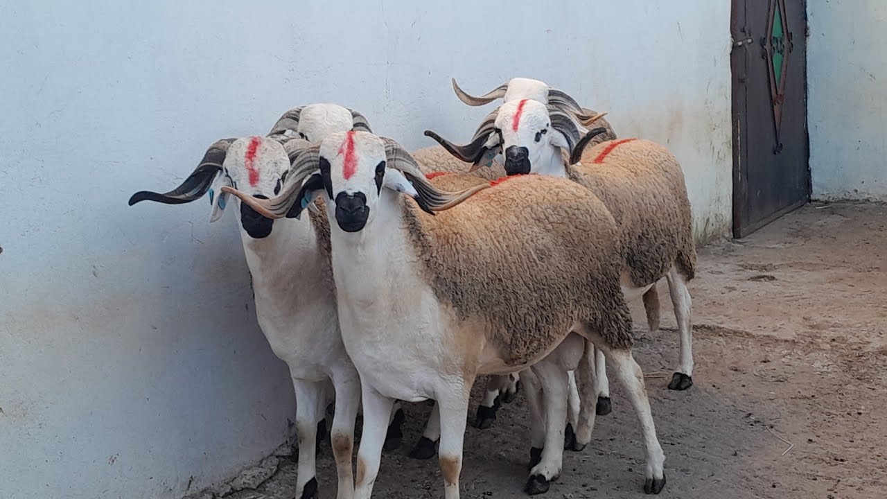 سلام عليكم كين5فحولا ملاح طوب(3)لانوك نمرا(1)💯الهاثف0667459857بتاريخ15.3.🤲2026