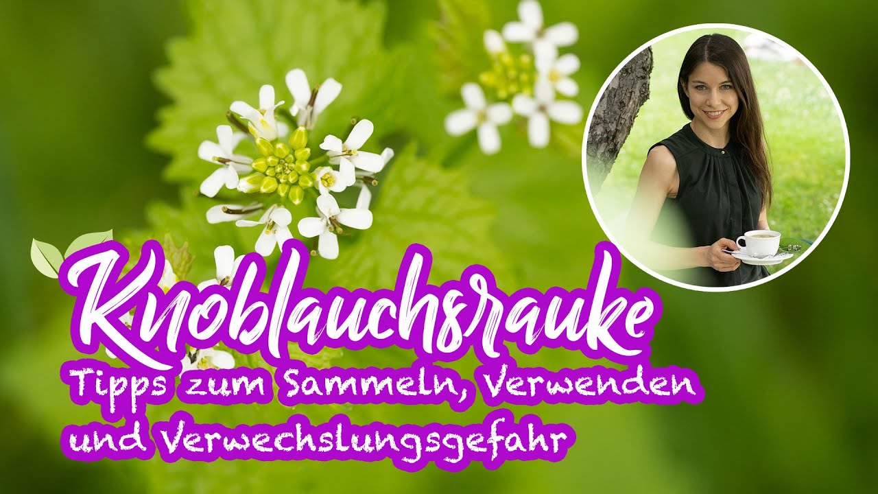 Knoblauchsrauke sammeln - Tipps, Erkennungsmerkmale und Verwechslungsgefahr #wildkräuter