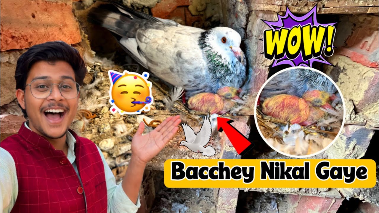 Kaldumi🕊️Kabutar Ke दोनों 🐣बच्चे Niakal Gaye🥳 Hame मालूम ही नहीं चला 