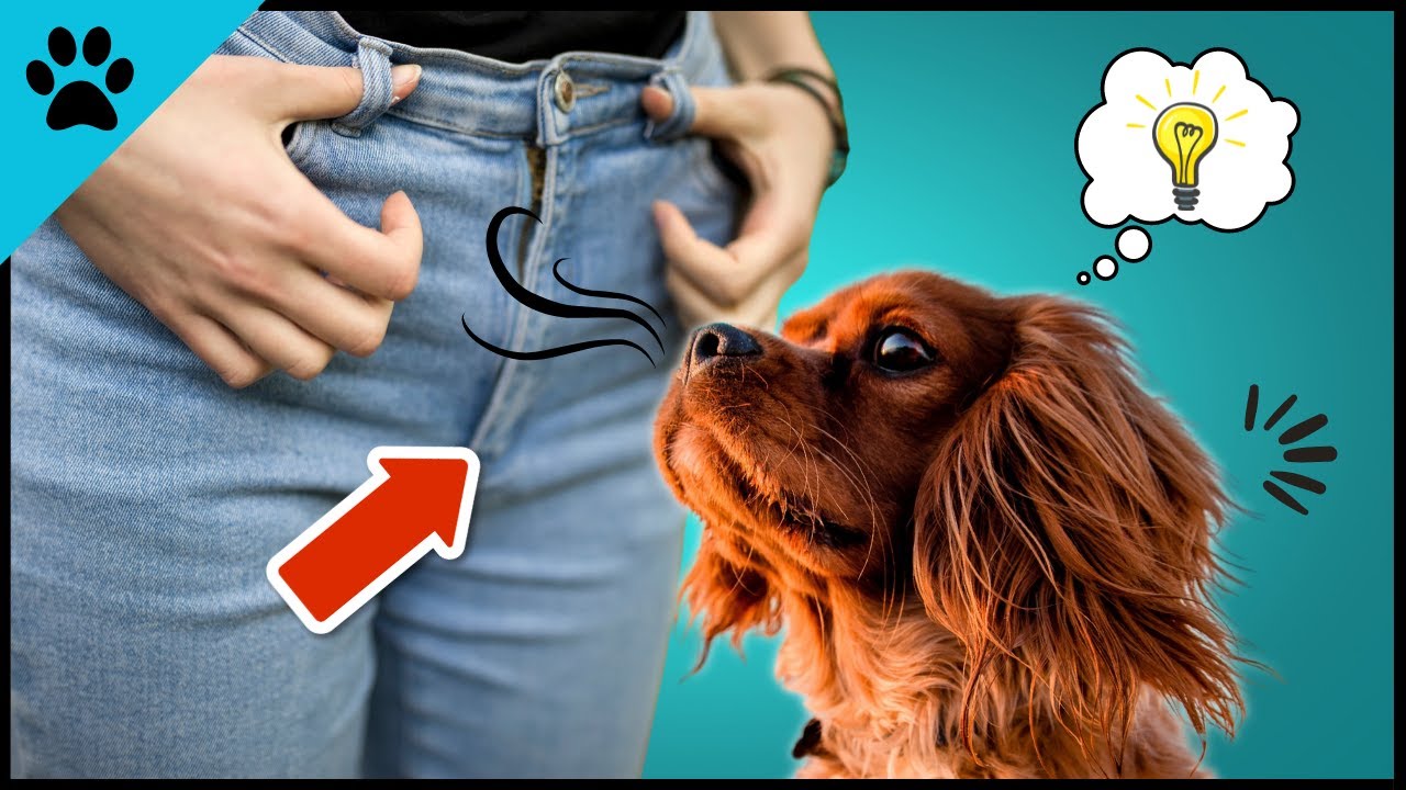 DESHALB riechen Hunde uns so gern am SCHRITT!