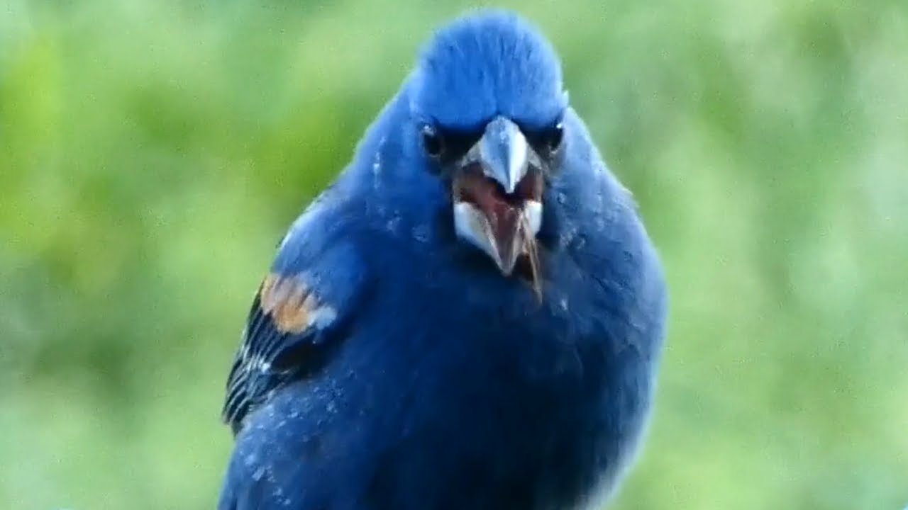 Blue grosbeak bird eating insect