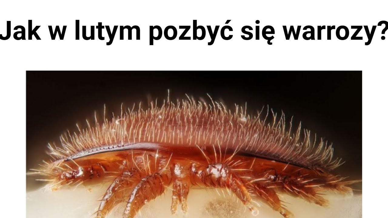 Czym zwalczyć warozę w lutym???